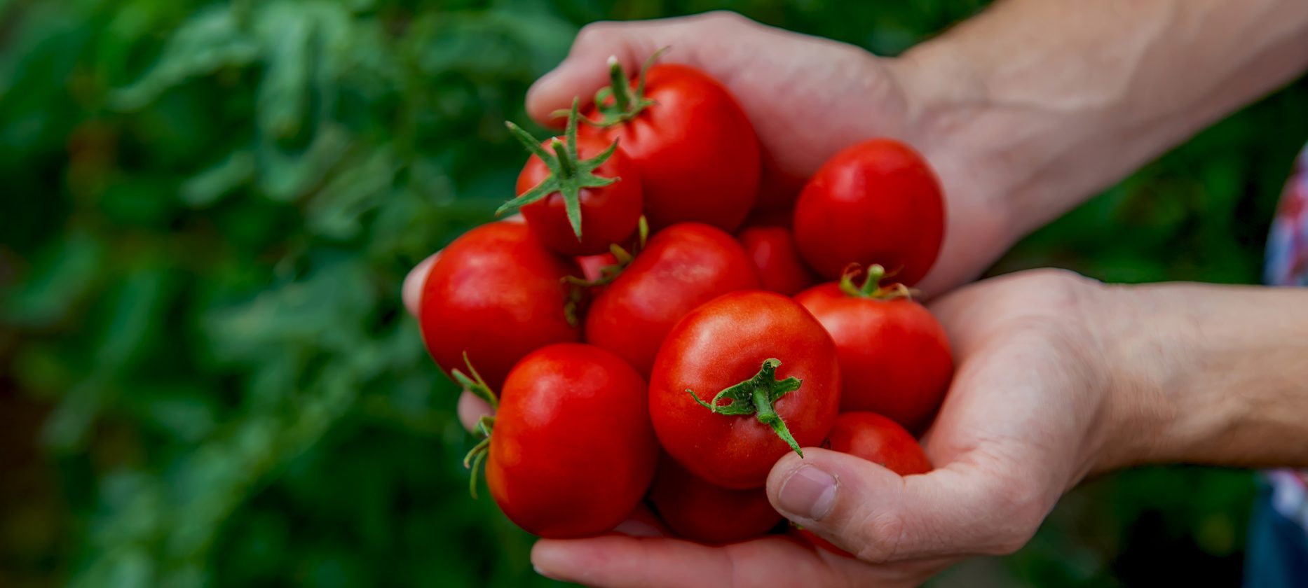 tomato-scaled-aspect-ratio-1866-840