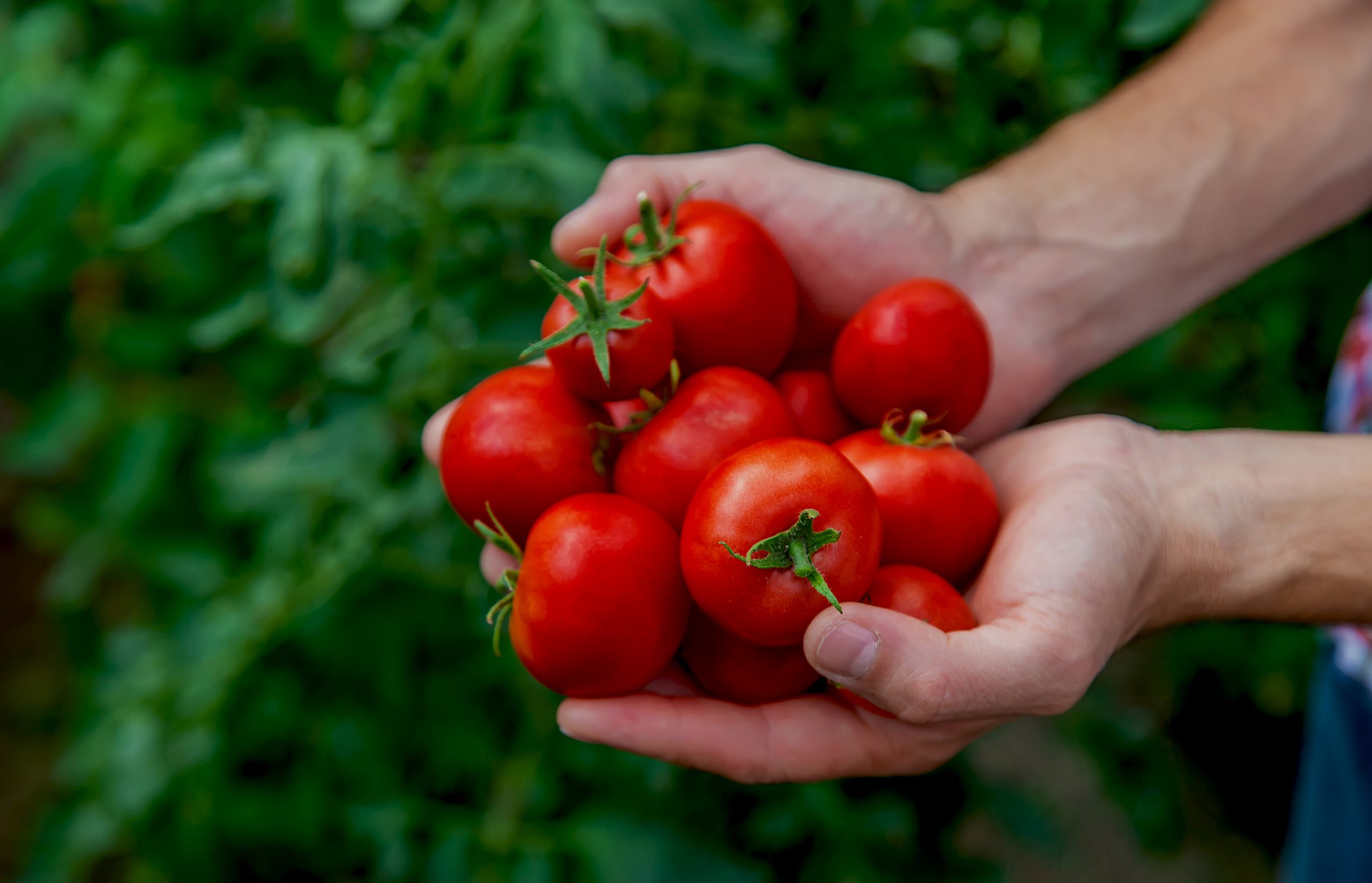 A,Male,Farmer,Harvests,Tomatoes,In,The,Garden.,Selective,Focus.