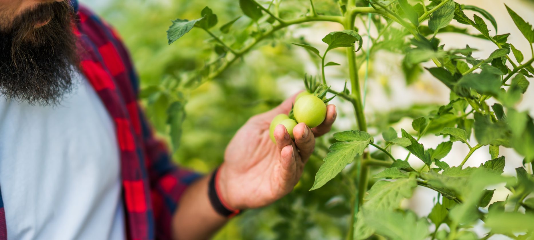 organic-greenhouse-2025-03-08-21-49-45-utc-scaled-aspect-ratio-1866-840