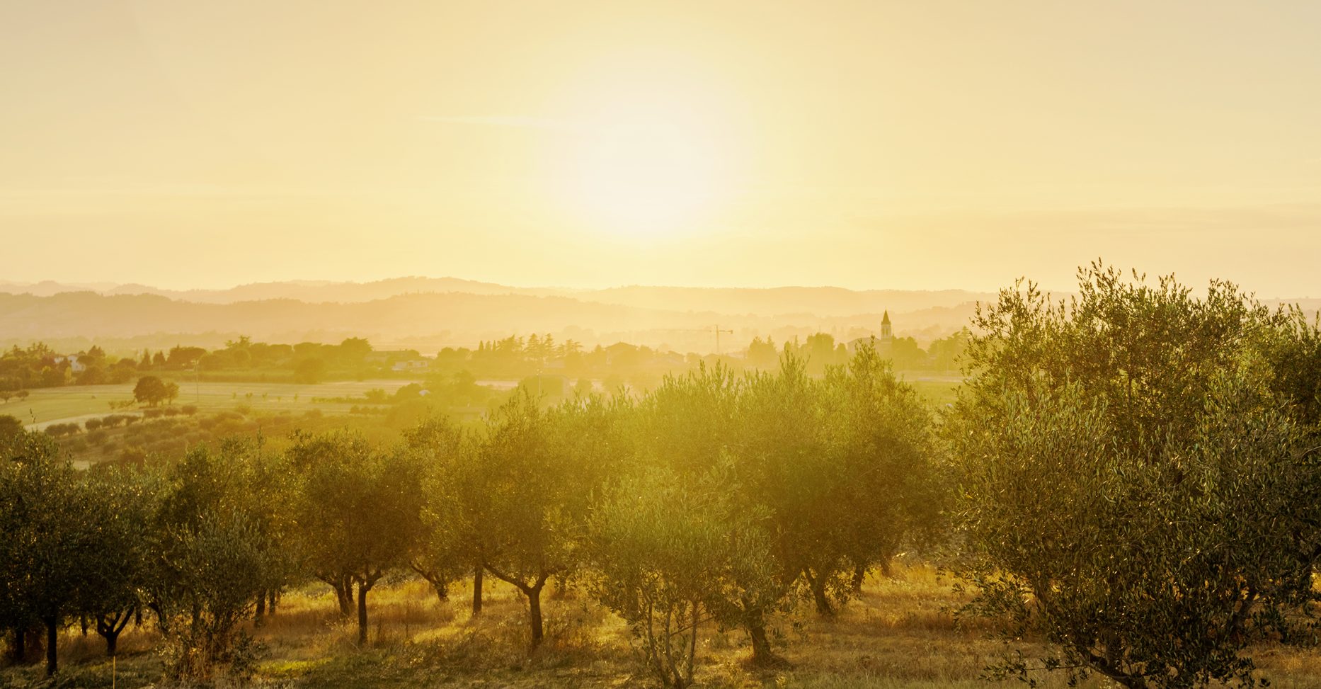 Awesome,Sunset,Over,Olive,Trees,Field,In,Tuscany,,Italy.