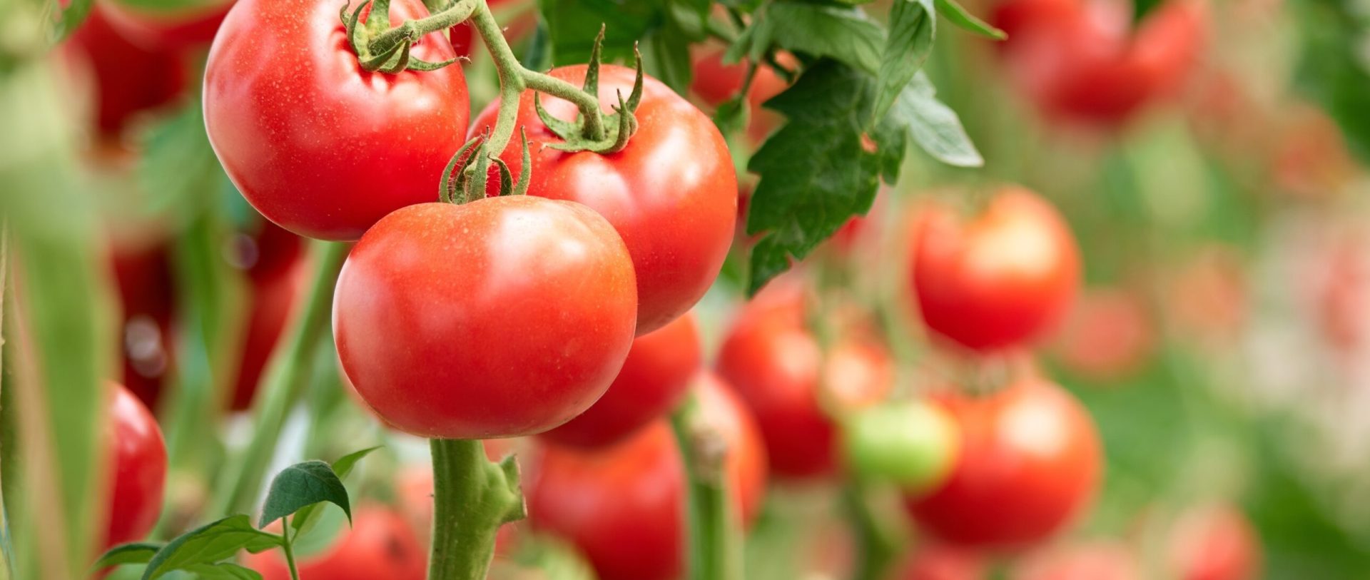 imgi_9_pummaro-header-cropped-scaled-e1627892649556 (1)