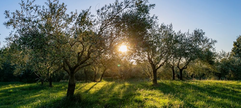 shutterstock_2445913875-aspect-ratio-1866-840