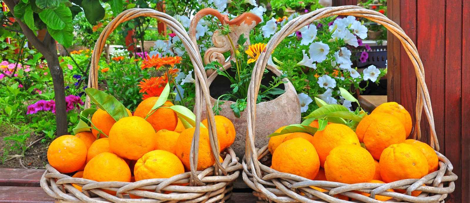 695novemberfruitsveg