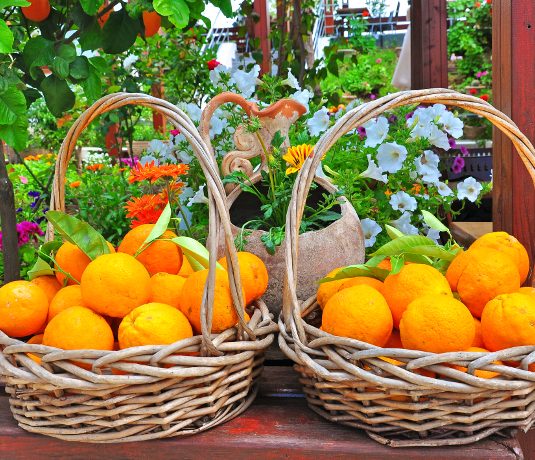 695novemberfruitsveg1