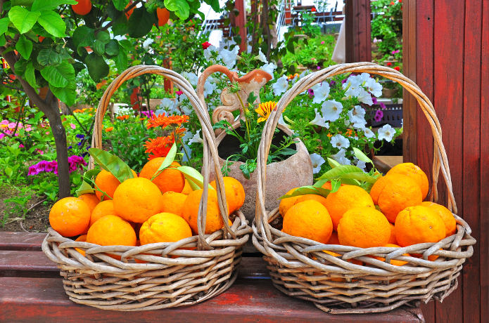 695novemberfruitsveg1