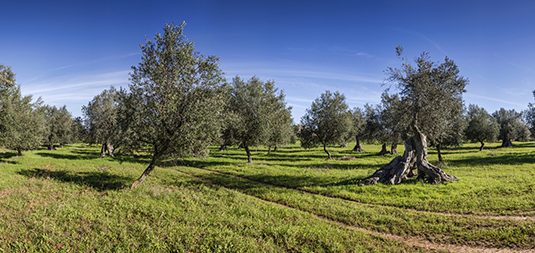 Horio-means-responsibility-and-good-food