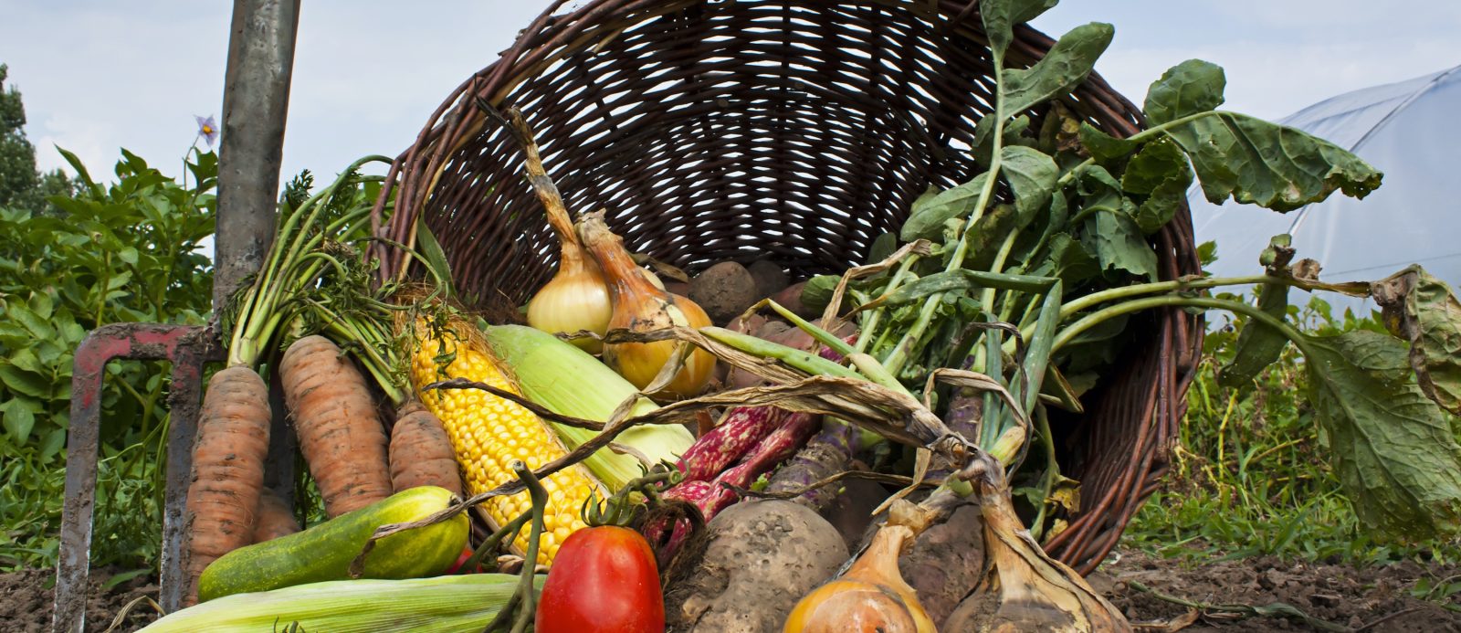 frouta_lax_iounios695