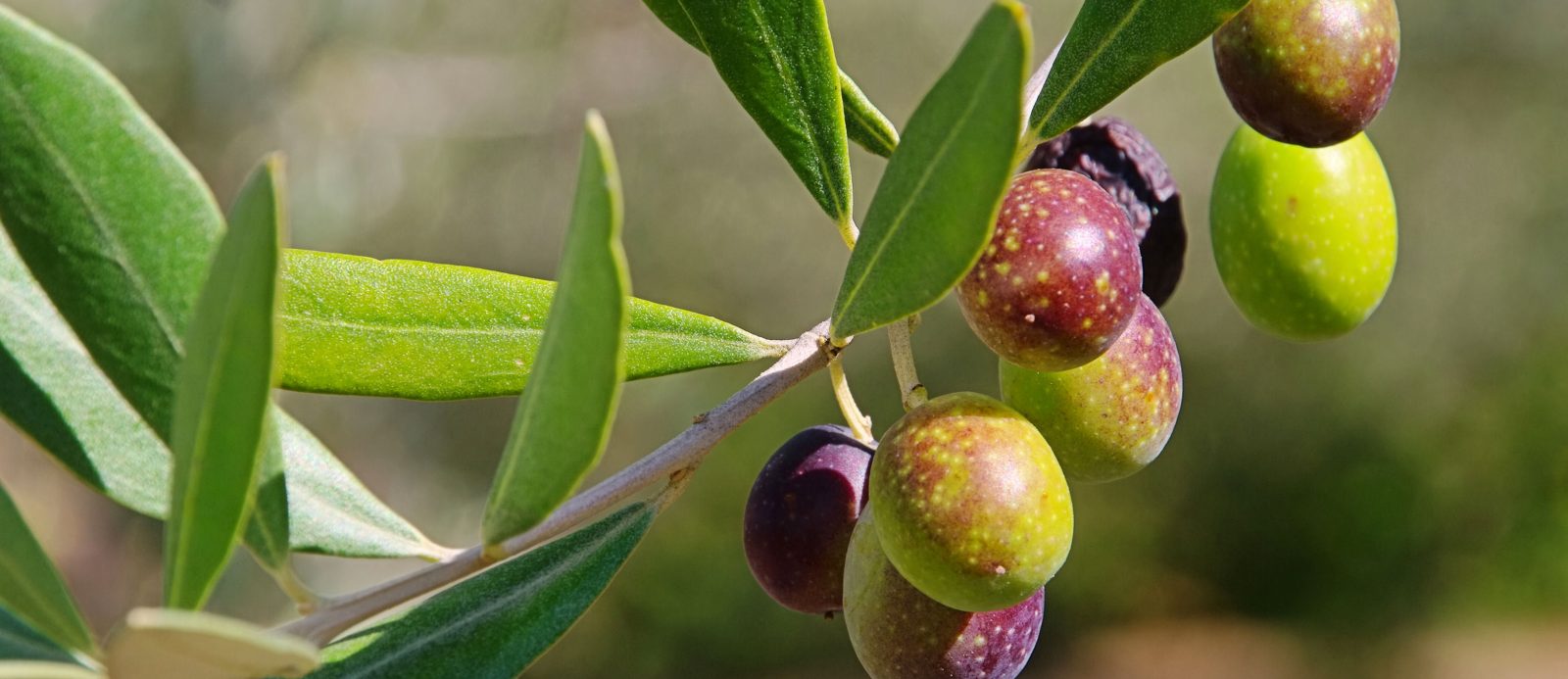 Αειφόρος-ανάπτυξη-και-Χωριό-Αειφόρο_blogpost_695