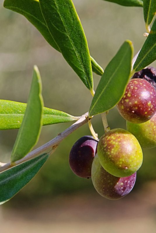 Αειφόρος-ανάπτυξη-και-Χωριό-Αειφόρο_blogpost_695