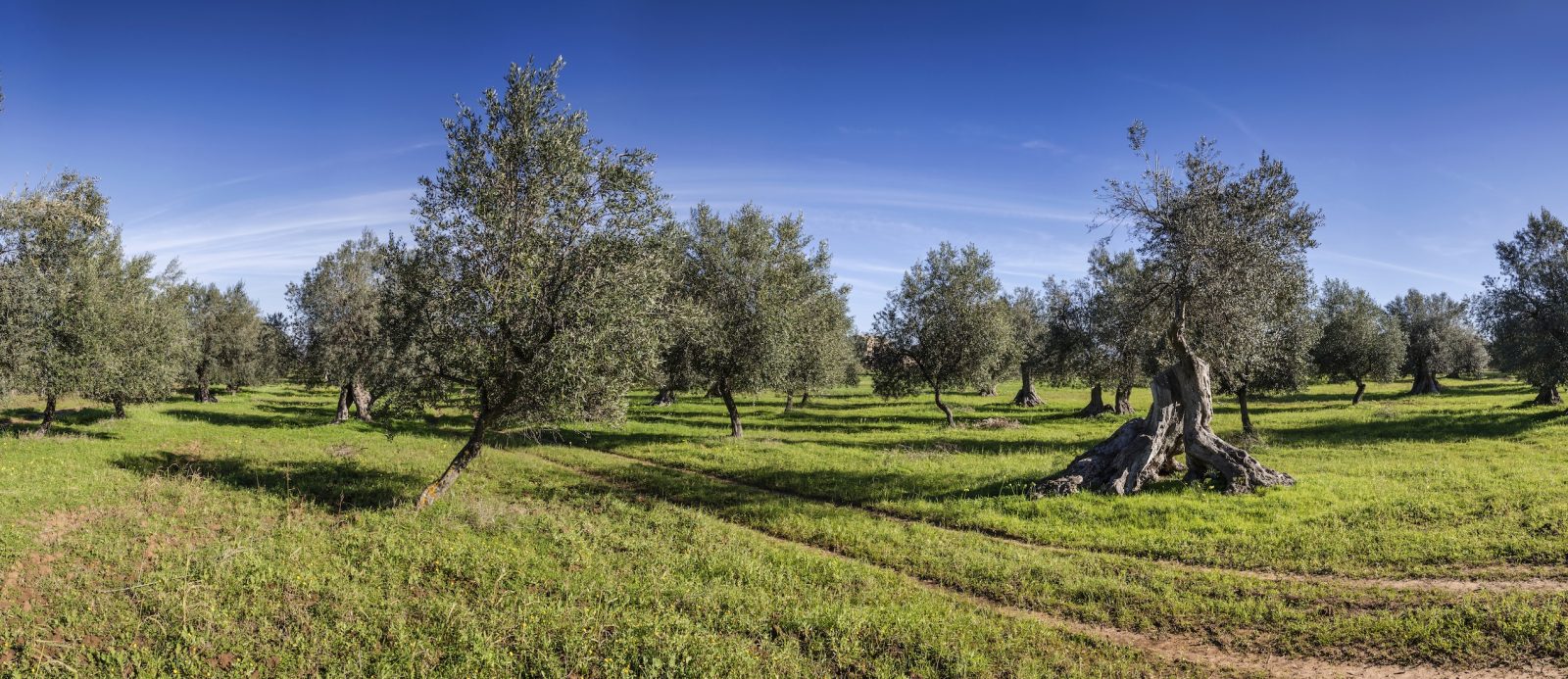 Χωριό-σημαίνει-υπευθυνότητα-και-καλή-τροφή