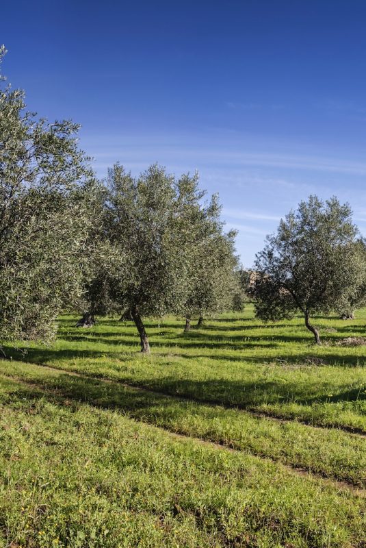 Χωριό-σημαίνει-υπευθυνότητα-και-καλή-τροφή
